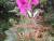 machaon sur rose tremiere
